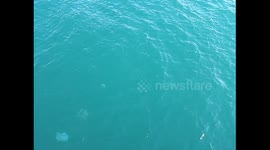 Small fishes are sailing around the vessel