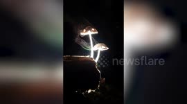 Mesmerising footage shows mushrooms releasing colourful spores at night
