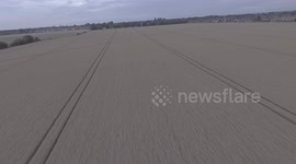 Farm Field of Wheat Viewed from above in the Countryside