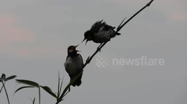 Love bird couple sitting on tree