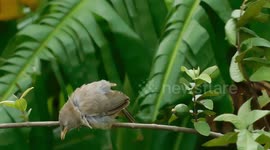beautiful enargetic bird