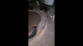 A funny clip between cats and the artificial dog