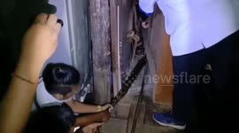Huge python caught under woman's bedroom wardrobe in Thailand