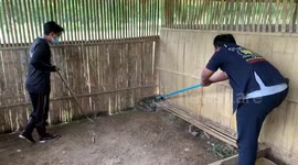 Pregnant python caught in prison coop after eating ducks