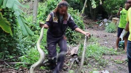 Python caught after eating fighting roosters on farm in Thailand