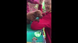 Dog protects its owner when a stranger tries to tease and hit the owner