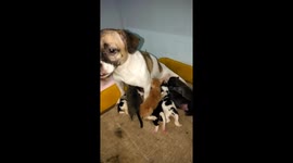 2 kittens who think the dog is their mother should try to scramble to suck with the puppies