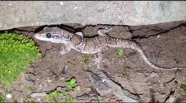 Rescuer rescue rare gecko in central India
