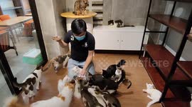 This pet cafe in Malaysia is full of adorable cats
