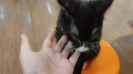 This adorable cat loves hand grooming