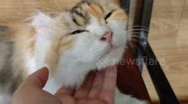 This adorable cat loves being tickled