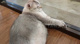 This is indeed a big fat cat