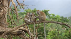'Mum I just want to go and play!' Baby monkey begrudgingly gets groomed by family
