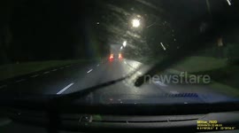 Dead animal on the road