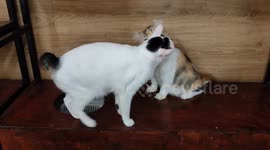 Adorable cat caught grooming his partner hair
