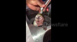 US baby monkey enjoys a relaxing bath