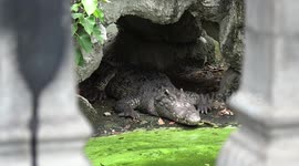 Buddhist temple has three giant crocodiles living in the garden