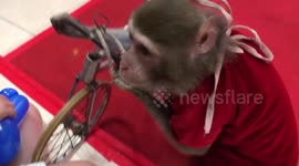 Sassy monkey while performing riding a bicycle, rushed into the kids to steal bags of candy