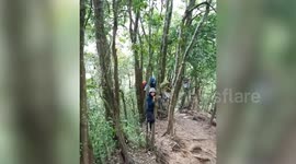 Hikers climb onto trees to avoid wild boar in Indonesia