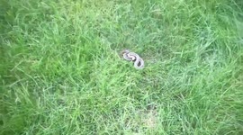Snake lunges at U.S. woman when she disturbs it while mowing her lawn