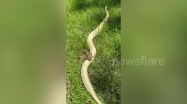 Frog hitches a ride on the back of a python to bring joy to 2020