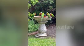 Parrots have 'pool party' during lockdown In Melbourne, Australia