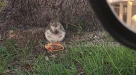 I am sitting in a parking lot watching a squirrel eat a McDonalds cheeseburger. ???? https://t.co/1tywKihgqp