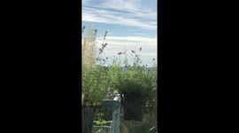 Hummingbird Visit to 14th Floor Condo Balcony