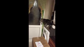 My Cat opens the kitchen door standing on dryer & using the door handle