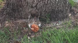 Squirrel is Lovin’ it