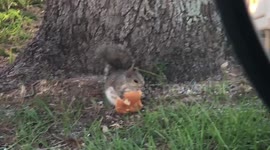 Cute Squirrel has a snack