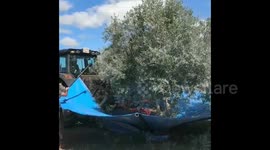 harvest olives