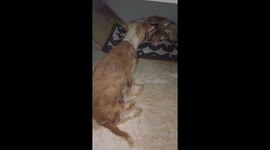 The Lack of Love Dog likes to see and approach lactating kittens