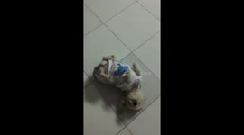 A lovely moment when the dog crawls, writhing and annoyed with the owner's homemade shirt