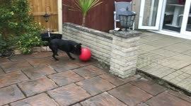 Football fanatic pup loves to kick a ball around the yard in adorable clip