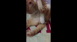 Cat has an extremely Shame and delicate act right in front of its owner