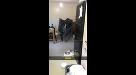 Magical Appearing Dog