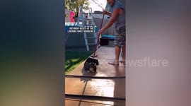 This hilarious video shows the unique way a chunky cat likes to get his fur combed out with a broom