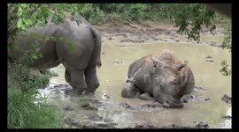 Rhino with erection tries to get female's attention for mating and gets a cold shoulder