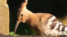 Rare Hoopoe sighted in a Yorkshire village