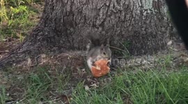 Chubby squirrel casually eats a McDonald's cheeseburger at a parking lot in Florida
