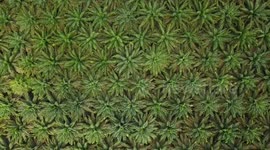 Oil palm plantation