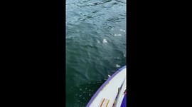 A Big Large Mouth Bass Trying To Swallow Another Small Mouth Bass