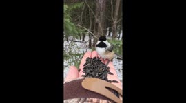 Handfeeding BlackCapped Chickadees At Hersey Lake Conservation Area