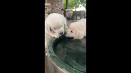 Eight Week Old Golden Retriever Puppy Drapes Herself Over The Water Pot