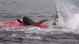 Shark's brutal attack on sea lion caught on camera on the Galapagos Islands