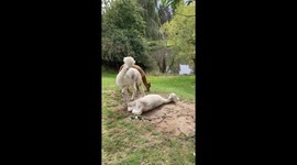 Adorable Aplaka Momente Having Fun In Sand At A Farm In Germany
