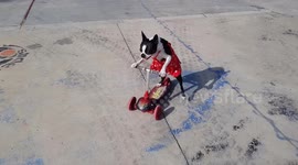 Dog Rides The Scooter In Skatepark