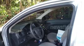 Driver shocked after finding snake in his car in the Philippines