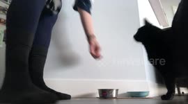 Black cat dinner time